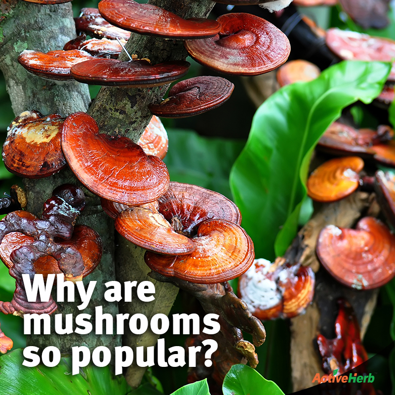 Why Are Mushrooms The Hottest Wellness Trend?