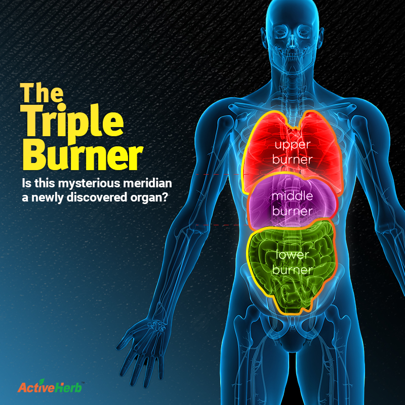 Triple Warmer: Is This Mysterious Meridian A Newly Discovered Organ?