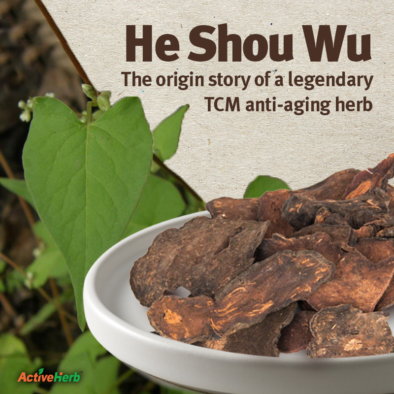 He Shou Wu: The Origin Story Of A Legendary TCM Anti-Aging Herb