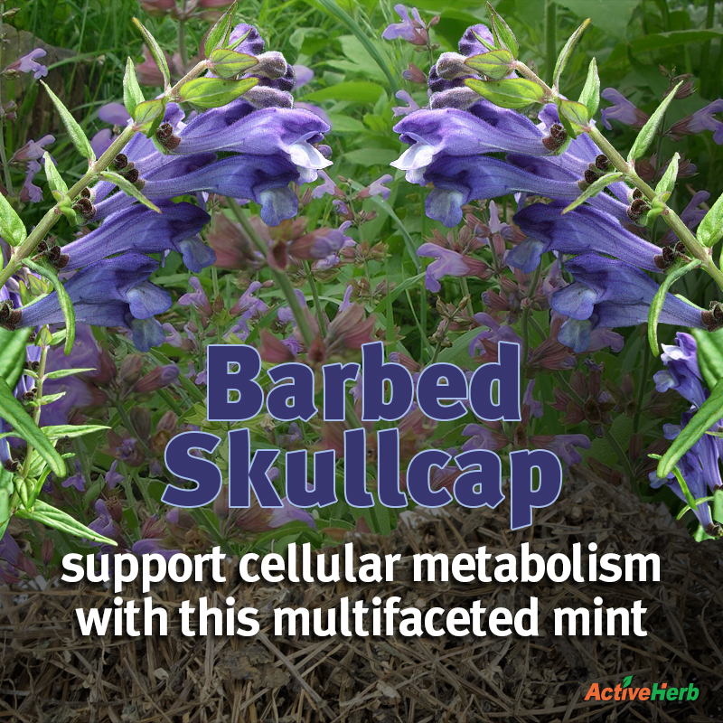 Barbed Skullcap: Support A Healthy Cell Growth With This Multifaceted Mint