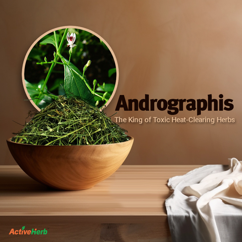 Andrographis: King of Toxic Heat-Clearing Herbs