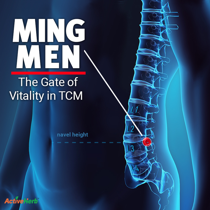 Ming Men In TCM: The Seat Of Sexual Vitality in TCM