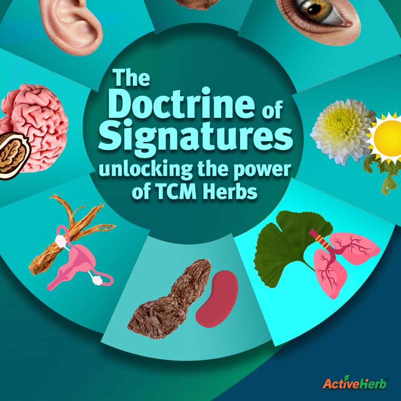 The Doctrine of Signatures in TCM Explains The Power of Herbs