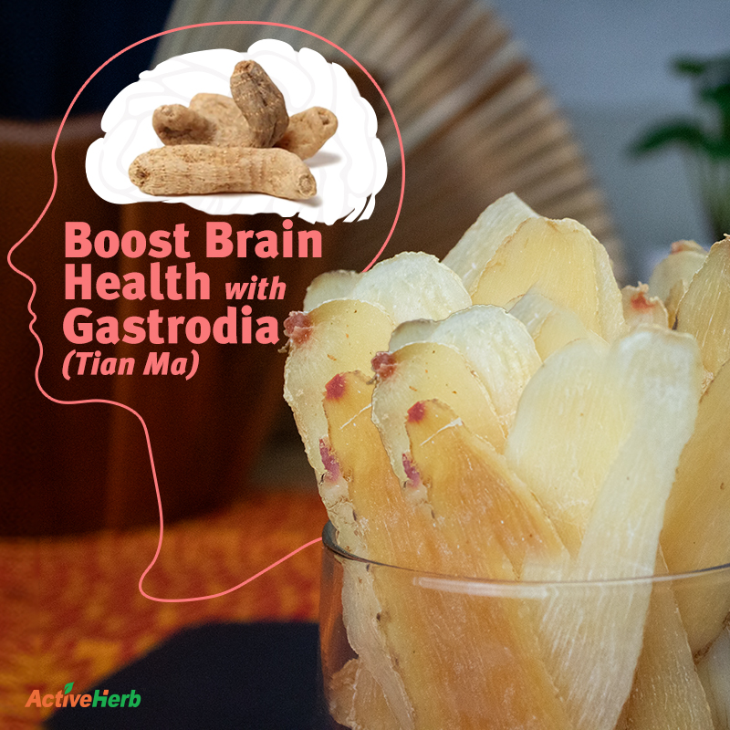 Boost Brain Health With Gastrodia (Tian Ma) 