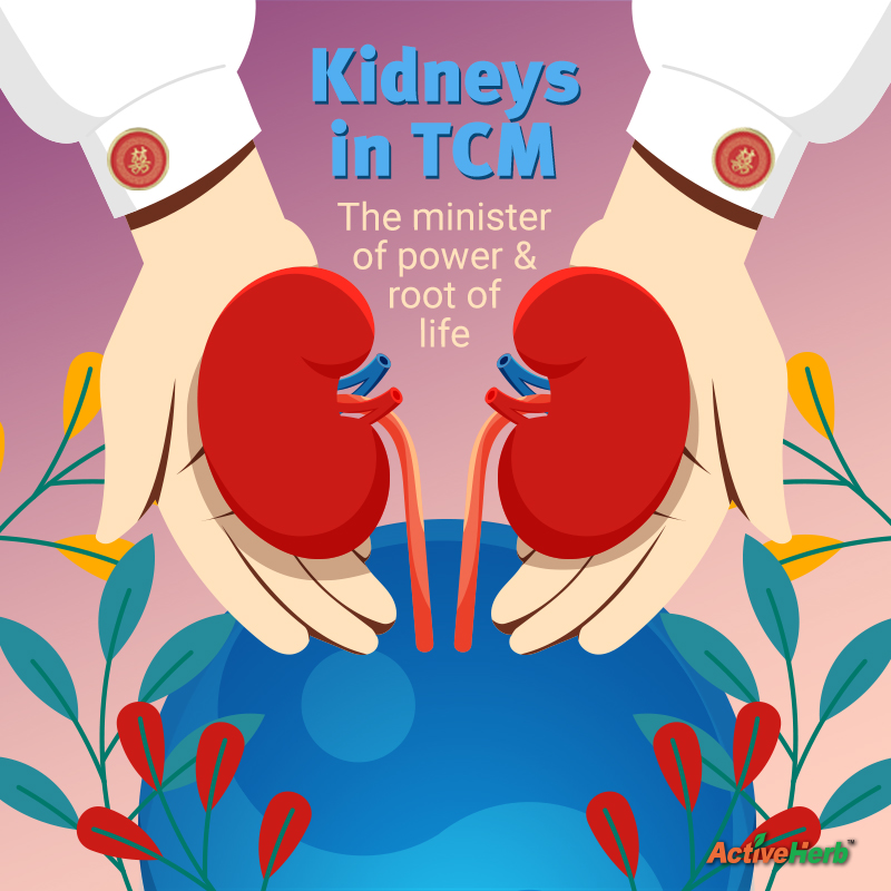 Kidneys In TCM: The Minister of Power & Root Of Life