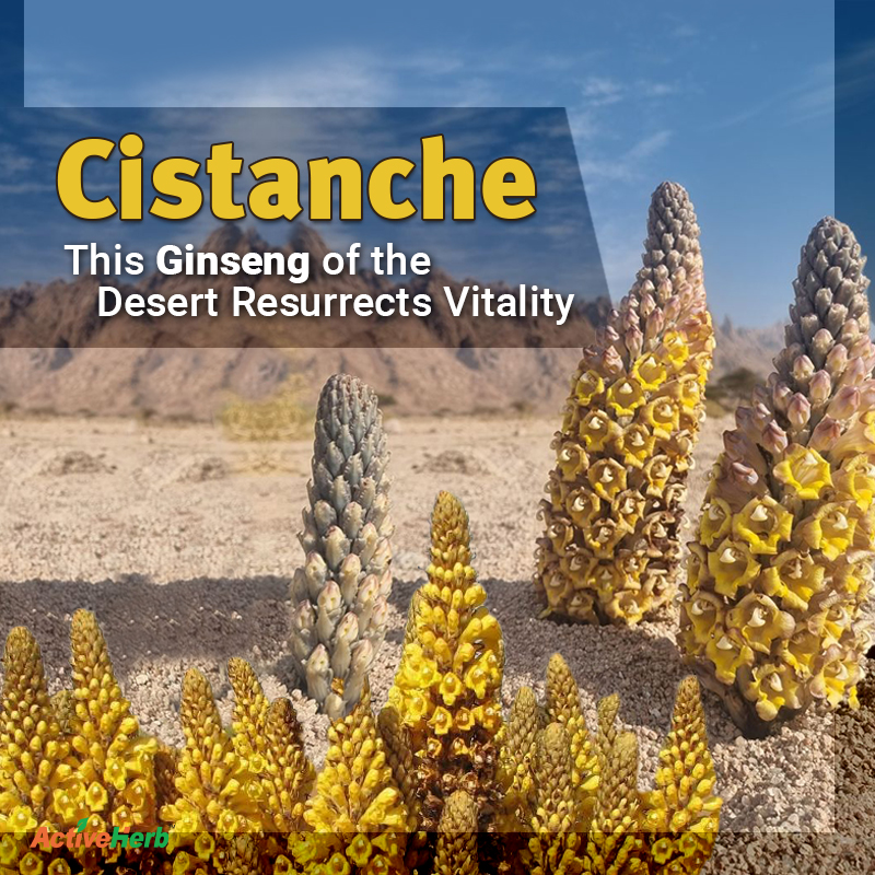 Cistanche in TCM: The Vitality-Boosting Miracle of “Desert Ginseng”