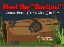 Meet the "Beetles!"