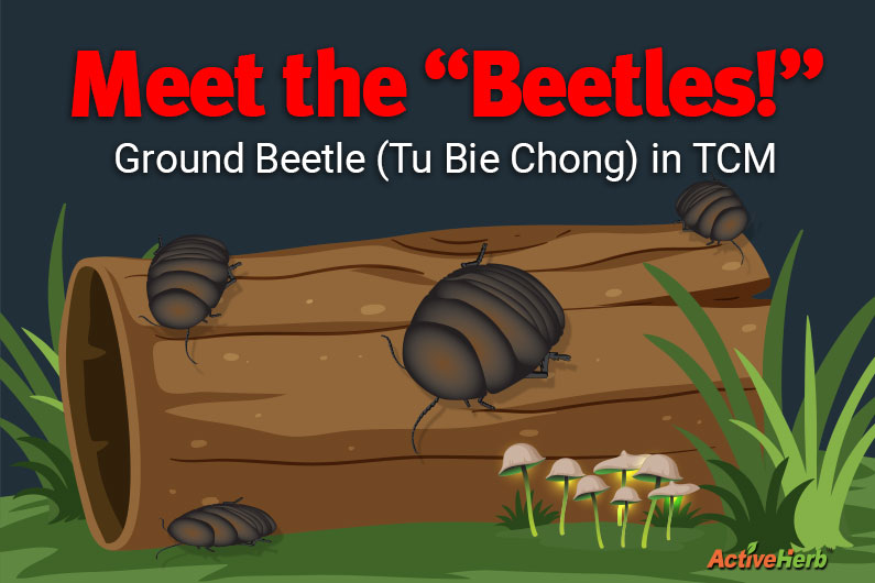 Meet the "Beetles!"