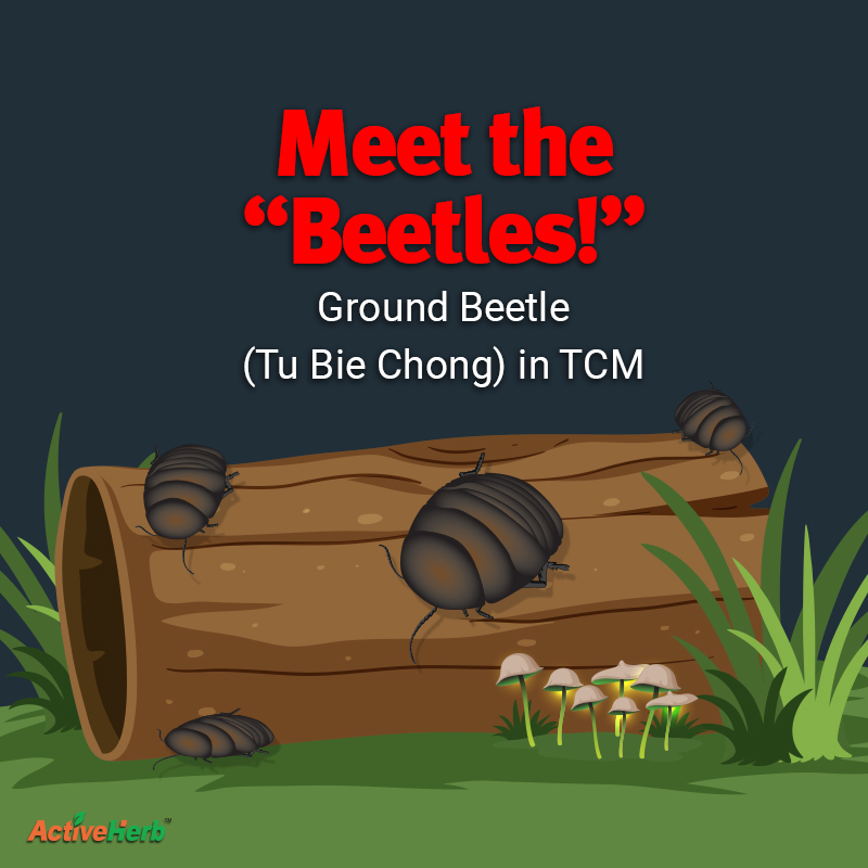 Meet The “Beetles!”: Ground Beetle (Tu Bie Chong) in TCM