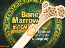 Bone Marrow in TCM